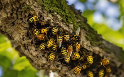 Jak szybko szerszenie budują gniazdo?