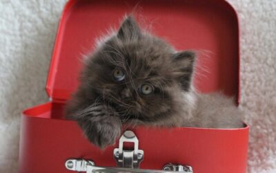 Czy można lecieć samolotem z kotem?