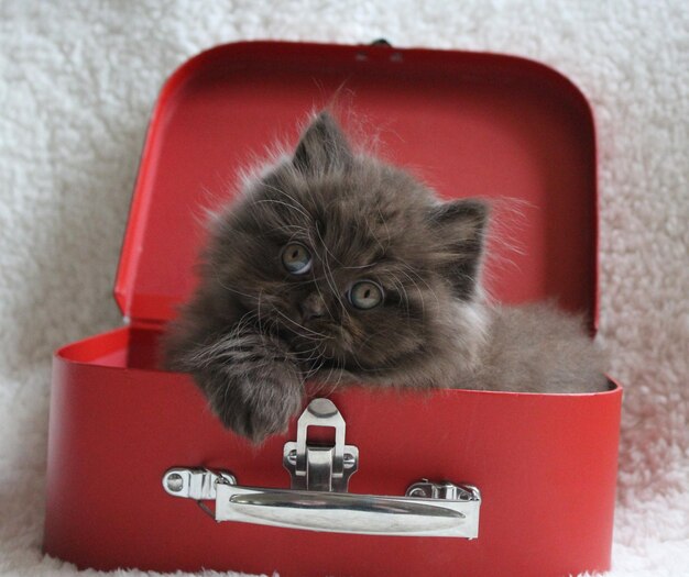 Czy można lecieć samolotem z kotem?