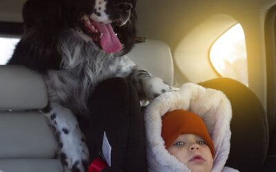 Czy można przewozić psa samolotem?