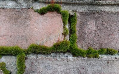 Jak zlikwidować mech na murku bez użycia agresywnych środków?