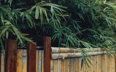 Jaki bambus do ogrodu sprawdzi się w polskich warunkach?