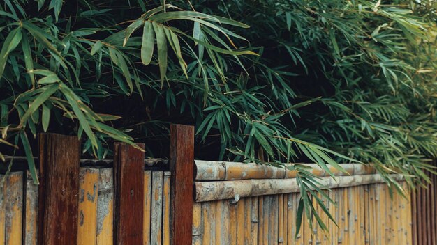 Jaki bambus do ogrodu sprawdzi się w polskich warunkach?