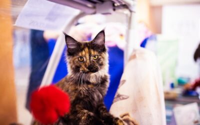 Jakie linie lotnicze przewożą koty i o czym trzeba pamiętać?