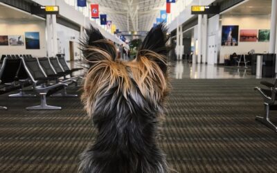 Jakie linie lotnicze zabierają psy i na jakich warunkach?