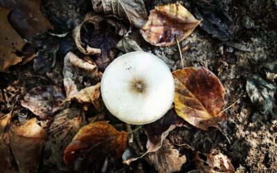 Od czego wychodzi grzyb na ścianach i jak temu zapobiegać?