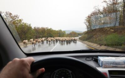 Przewóz osób ile za km kosztuje w praktyce?