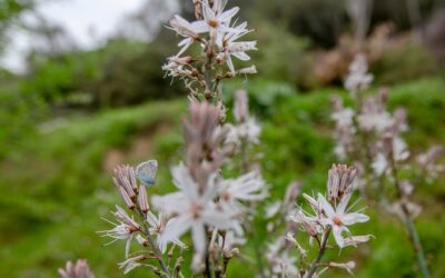 Szałwia omszona ile na m2 posadzić, by stworzyć efektowną rabatę?
