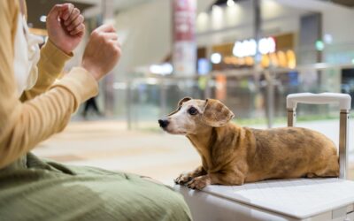 Ile kosztuje pies w samolocie i od czego zależą opłaty?