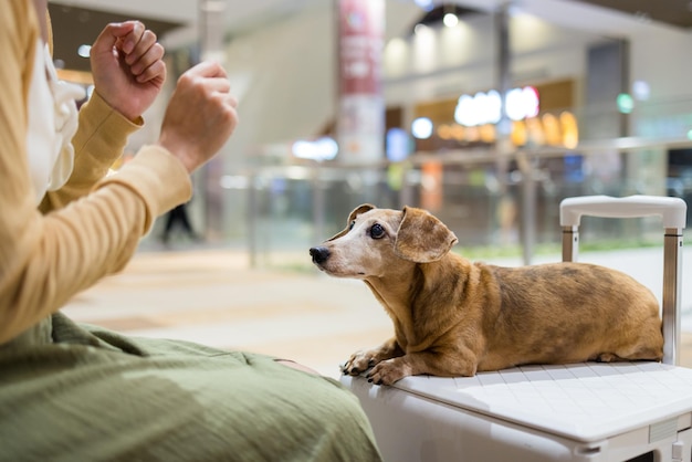 Ile kosztuje pies w samolocie i od czego zależą opłaty?