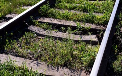 Jak usunąć mech z tarasu bez użycia chemii?