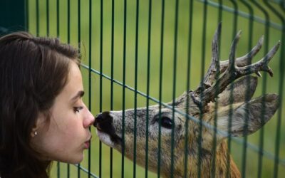 Jakie linie lotnicze zabierają zwierzęta podczas podróży?