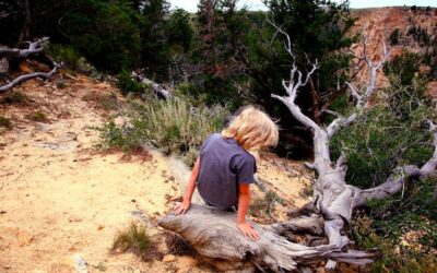 Juka karolińska jaka ziemia będzie odpowiednia do uprawy tej rośliny?