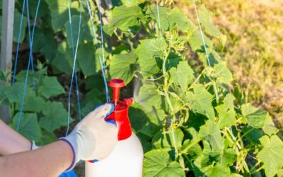 Opryski z pokrzywy na co warto je stosować?