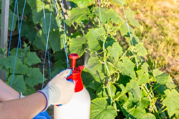 Opryski z pokrzywy na co warto je stosować?