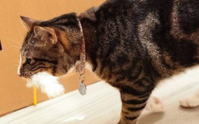 Czy zapach kota odstrasza myszy?