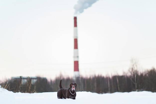 Ile procent energii w Polsce pochodzi z węgla?