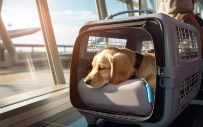 Czy Ryanairem można przewozić psy?